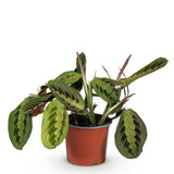 Green boutiQ - Kamerplant - Maranta Fascinator Tricolour - Gebedsplant - Huisdiervriendelijke Plant - Groen - 1 Plant - Pot 12cm - Hoogte 25cm