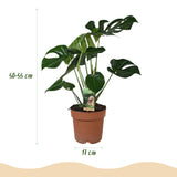 Green BoutiQ - Green is... Kamerplanten - Monstera Deliciosa - Gatenplant - Weinig onderhoud - Groen - 2 Planten - Pot 17cm - Hoogte 50-55cm