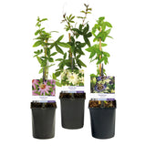 Green boutiQ - Passiebloem - Passiflora Tricolour- Bloem Roze Wit Paars - Weinig onderhoud - 3 planten - Pot 11cm Hoogte 40cm