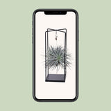 Tillandsia Cube Mix 1 stuk - Ø20cm - ↕20cm