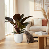 Green boutiQ - Kamerplant - Philodendron - Philodendron Imperial Red - Rood - Weinig onderhoud - 1 Plant - met Potter Wit - Pot 19cm - Hoogte 60cm