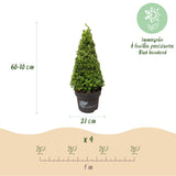 Green boutiQ - Buxus Pyramide - BetterBuxus Skylight - Resistant tegen de Buxus Schimmel - 1 Plant - Pot 23cm Hoogte 60-70cm