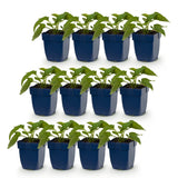 Green boutiQ - Vasteplant - Rudbeckia fulg. Goldsturm - Gele zonnehoed - Bijen- en vlinderlokkers - Geel - 12 Planten - Pot 11cm - Hoogte 15-25cm