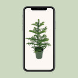 Araucaria Heterophylla - Ø14cm - ↕40cm