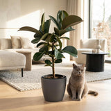 Green boutiQ - Kamerplant - Rubberplant - Ficus Elastica Cloe - Groen - Weinig onderhoud - 1 Plant - met Potter Grijs - Pot 19cm - Hoogte 65cm