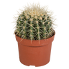 Echinocactus grusonii 12cm
