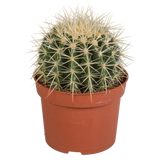 Echinocactus grusonii 12cm