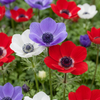 60x Anemone de Caen Mix - Klaproosanemoon de Caen mix - Diversen - Voorjaarsbloeier - Bolmaat 5/6