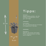 24x Stachys mon. 'Hummelo' - ↕10-25cm - Ø9cm