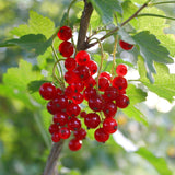 Green boutiQ - Fruitplant - Ribes rubrum Jonkheer van Tets - Bessenplant - Winterhard - Rode Bes - 2 Planten - Pot 15cm - Hoogte 50cm