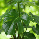 Green BoutiQ - Kamerplanten - Monstera Deliciosa - Gatenplant - Weinig onderhoud - Groen - 1 Plant - met Potter Wit - Pot 21cm - Hoogte 70-80cm