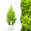 Green BoutiQ - Kamerplanten - Cupressus Gold Crest Wilma - Kamer conifeer - Weinig onderhoud - Groen - 1 Plant - met Potter Wit - Pot 21cm - Hoogte 85-95cm