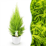 Green BoutiQ - Kamerplanten - Cupressus Gold Crest Wilma - Kamer conifeer - Weinig onderhoud - Groen - 1 Plant - met Potter Wit - Pot 21cm - Hoogte 85-95cm