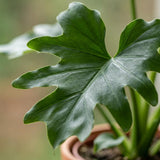 Green boutiQ - Kamerplant - Philodendron - Philodendron Lickety split - Groen - Weinig onderhoud - 1 Plant - Pot 19cm - Hoogte 70cm