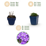 Green boutiQ - Vasteplant - Campanula portenschlagiana - Perzikbladklokje - Bodembedekkend - Roze - 3 Planten - Pot 11cm - Hoogte 15-25cm