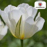 Tulpenbollen White Valley — witte tulp, 20 stuks (maat 11/12)