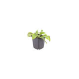24x Symphytum grand. 'Wisley Blue' - ↕10-25cm - Ø9cm