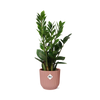 Zamioculcas – Hoogte 45-50 in ELHO Vibes Fold 14cm roze