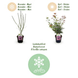 Green boutiQ - Terrasplant - Japanse Esdoorn - Acer palmatum Jerre Swarts - Donker Rood - 1 Plant - Bladverliezend -Pot 19cm Hoogte 70cm