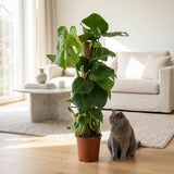 Green boutiQ - Kamerplant - Gatenplant - Monstera Deliciosa mosstok - Groen - Weinig onderhoud - 1 Plant - Pot 19cm - Hoogte 90cm