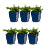 Green boutiQ - Vasteplant - Phlox Rosette - Vlambloem - Bodembedekkend - Roze - 6 Plant - Pot 11cm - Hoogte 15-25cm