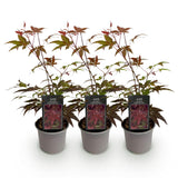 Green boutiQ - Tuinplant - Acer palmatum Atropurpureum - Paars - 3 Planten - Blad verliezend - Weinig Onderhoud - Pot 12cm Hoogte 35cm