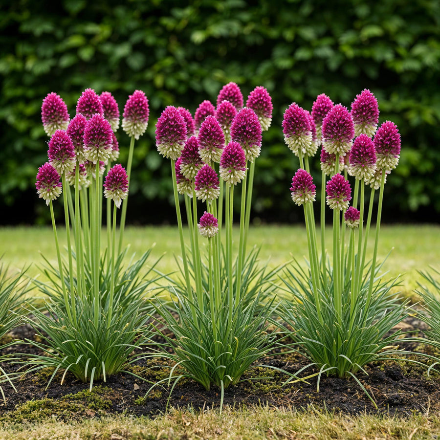 Alliumbollen Sphaerocephalon — paars, 100 stuks (bolmaat 5/6)