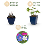 Green boutiQ - Vasteplant - Geranium Tricolour - Ooievaarsbek - Bodembedekkend - Paars - Roze - Wit - 12 Planten - Pot 11cm - Hoogte 15-25cm