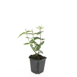 48x Hypericum inodorum 'Rheingold' - ↕10-25cm - Ø9cm