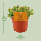 Hylocereus Undatus - Ø11cm - ↕15cm