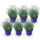 Green boutiQ - Tuinplant - Lavandula angustifolia Hidcote - Lavendel - Winterhard - Paars - 6 Planten - Pot 12cm - Hoogte 15-25cm