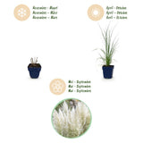 Green boutiQ - Grassen - Cortaderia sell. Pumila - Dwergpampasgras - Met Pluim - Grijs - 24 Planten - Pot 11cm - Hoogte 15-25cm