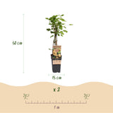 Green boutiQ - Fruitplant - Ribes rubrum Witte Parel - Bessenplant - Winterhard - Witte Bes - 2 Planten - Pot 15cm - Hoogte 50cm