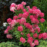 Green boutiQ - Pluim Hortensia - Hydrangea panniculata Pink Diamond - Bloem Wit Roze- 1 Plant - Bladverliezend - Grote Bloemen - Pot 17cm Hoogte 50cm
