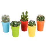 Cactus mix 5.5 cm - 5x - in gekleurde plasticpot
