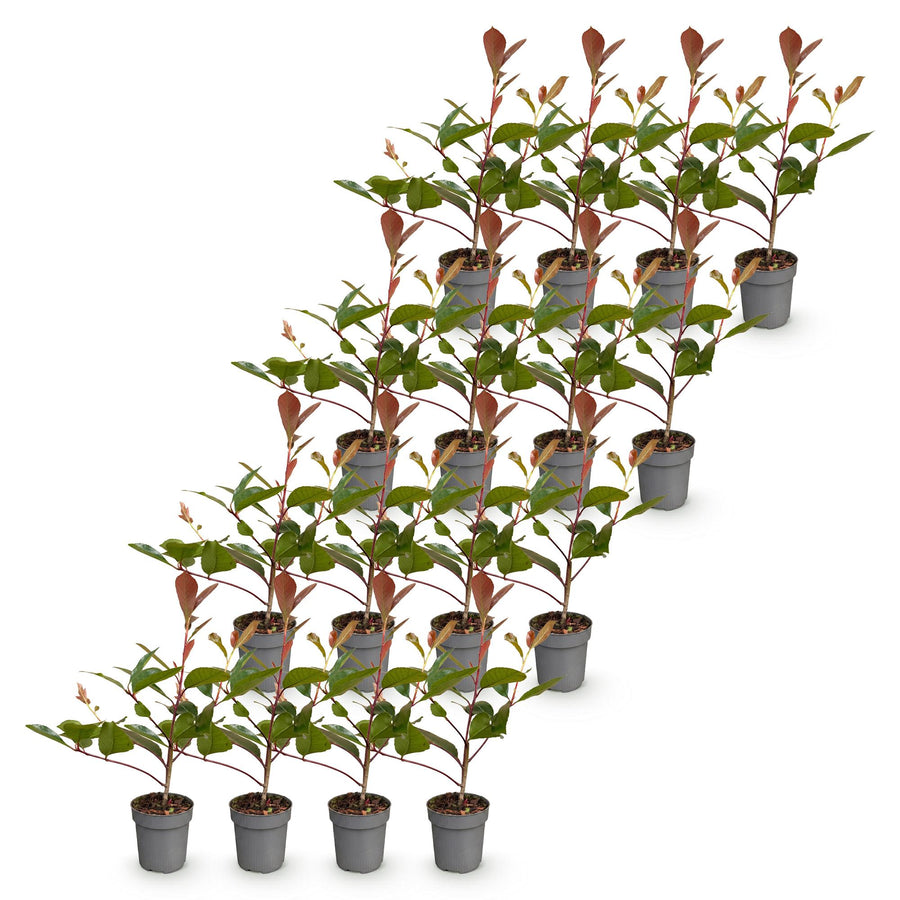 Photinia fraseri Red Robin — Glansmispelhaag, 16 stuks, 25-35 cm