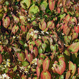 24x Epimedium y. 'Niveum' - ↕10-25cm - Ø9cm