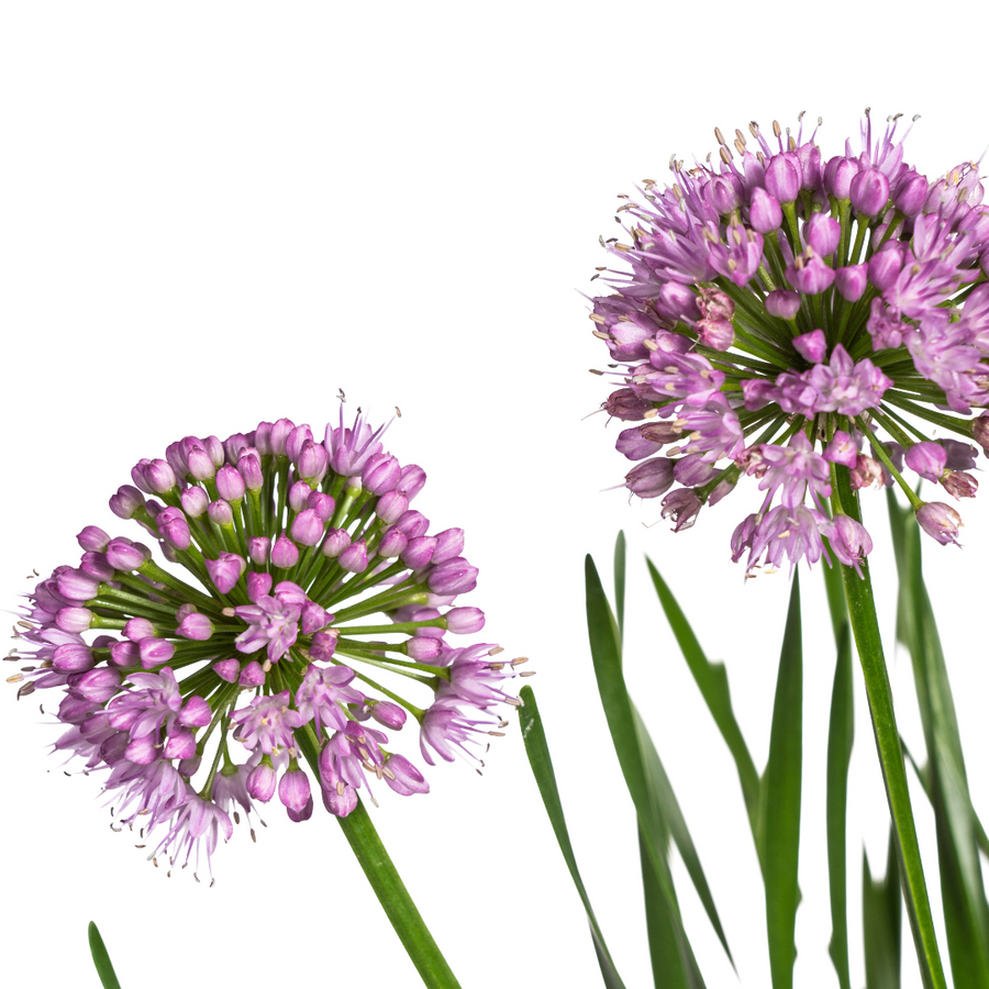 Allium Senescens Millenium – Pot Ø19 cm · 50-60 cm hoog (foto 3)