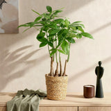 Green BoutiQ - Green is... Kamerplanten - Pachira Aquatica multi stam - Geldboom - Weinig onderhoud - met mand - Groen - 1 Plant - Pot 17cm - Hoogte 50-55cm