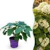 Green boutiQ - Tuinplant - Hydrangea arborescens FlowerWOW - Hortensia - Winterhard - Wit - 1 Plant - Pot 14cm - Hoogte Hoogte 20-30cm