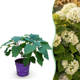 Green boutiQ - Tuinplant - Hydrangea arborescens FlowerWOW - Hortensia - Winterhard - Wit - 1 Plant - Pot 14cm - Hoogte Hoogte 20-30cm