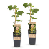 Green boutiQ - Fruitplant - Vitis vinifera Lakemont - Druivenplant - Winterhard - Goudgele Druif - 2 Planten - Pot 15cm - Hoogte 50cm