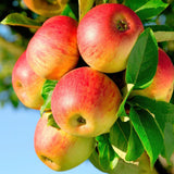 Green boutiQ - Fruitboom - Malus domestica Jonagold - Appelboom - Winterhard - Geel-Groene Appel - 1 Plant - Pot 21cm - Hoogte 90cm