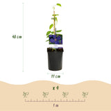 Green boutiQ - Klimplant - Clematis Jackmanii - Bloem Blauw - Weinig onderhoud -2 planten -Pot 11cm Hoogte 40cm