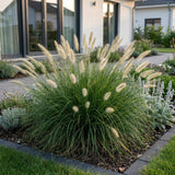 Green boutiQ - Grassen - Pennisetum alop. Little Bunny - Lampenpoetsergras - Met Pluim - Groen - 6 Planten - Pot 11cm - Hoogte 15-25cm