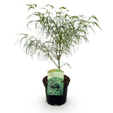 Green boutiQ - Terrasplant - Japanse Esdoorn - Acer palmatum Koto-no-ito - Groen - 1 Plant - Bladverliezend - Pot 19cm Hoogte 70cm