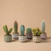 Cactus Set van 6 in Keramische Mini Potjes San Juan -↑ 8–12 cm