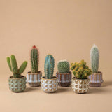 Cactus Set van 6 in Keramische Mini Potjes San Juan -↑ 8–12 cm