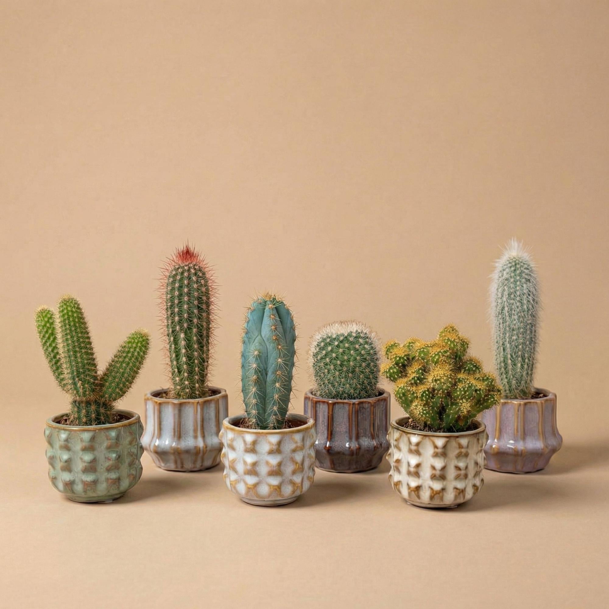 Cactus Set van 6 in Keramische Mini Potjes San Juan -↑ 8–12 cm