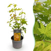 Green boutiQ - Tuinplant - Acer palmatum Orange Dream - Oranje - 1 Plant - Bladverliezend - Weinig Onderhoud - Pot 12cm Hoogte 35cm